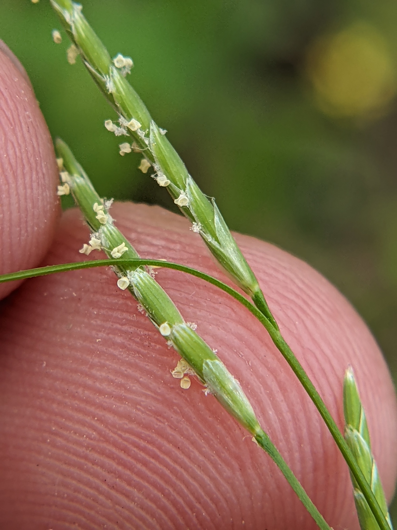Arkansas Mannagrass (Glyceria arkansana)