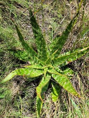 Aloe greatheadii