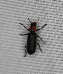 Placopterus thoracicus
