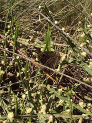 Pampasatyrus gyrtone