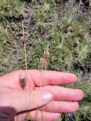 Fingerhuthia africana