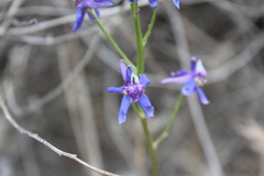 Delphinium parryi