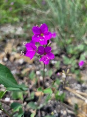 Commicarpus pentandrus