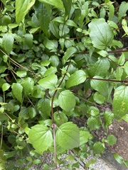 Eupatorium kiirunense