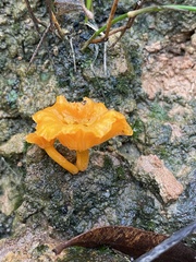 Cantharellus concinnus
