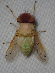 Chlorotabanus