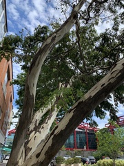 Libidibia ferrea leiostachya