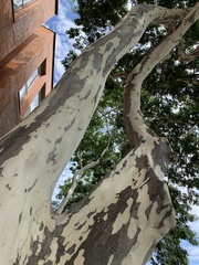 Libidibia ferrea leiostachya