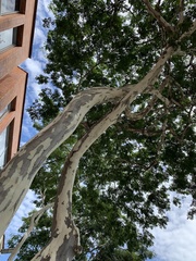 Libidibia ferrea leiostachya