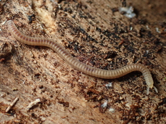 Siphonophoridae