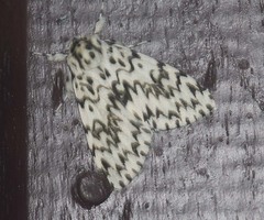 Lymantria singapura
