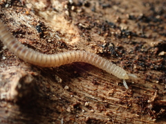 Siphonophoridae