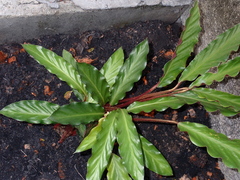 Goeppertia rufibarba