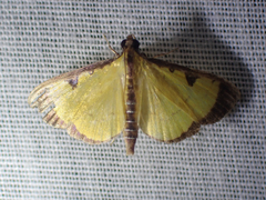 Goniorhynchus hampsoni