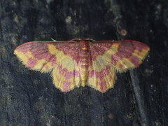 Lophosis labeculata