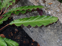 Goeppertia rufibarba