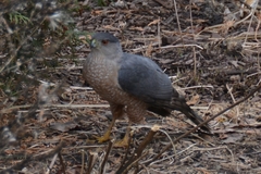 Accipiter cooperii