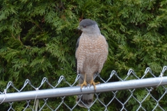 Accipiter cooperii