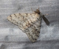 Lymantria brotea