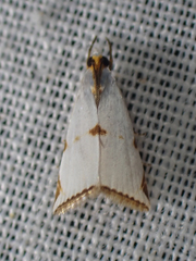Argyria lacteella