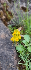 Linaria supina