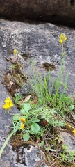 Linaria supina