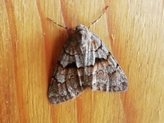 Andropolia