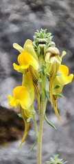 Linaria supina