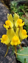 Linaria supina