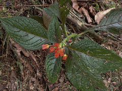 Chrysothemis pulchella