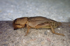 Neoscapteriscus vicinus image