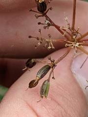 Ottoa oenanthoides
