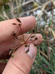 Ottoa oenanthoides