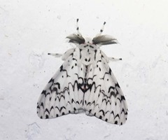 Lymantria alexandrae