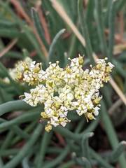 Ottoa oenanthoides