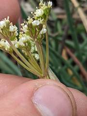 Ottoa oenanthoides
