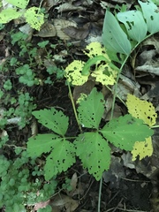Cardamine diphylla