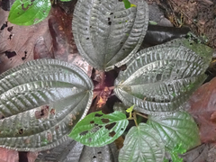 Bertolonieae