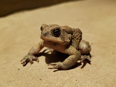 Anaxyrus americanus charlesmithi