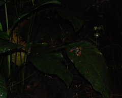 Agalychnis callidryas