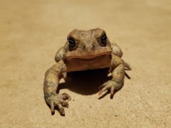 Anaxyrus americanus charlesmithi