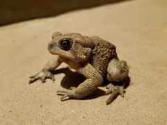 Anaxyrus americanus charlesmithi