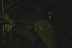 Agalychnis callidryas