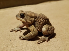 Anaxyrus americanus charlesmithi