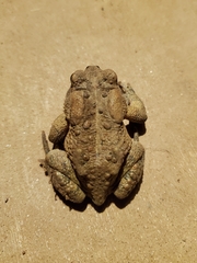 Anaxyrus americanus charlesmithi