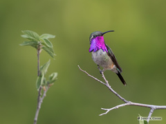 Lucifer Hummingbird photo 5