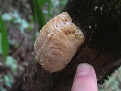 Tauromantis championi