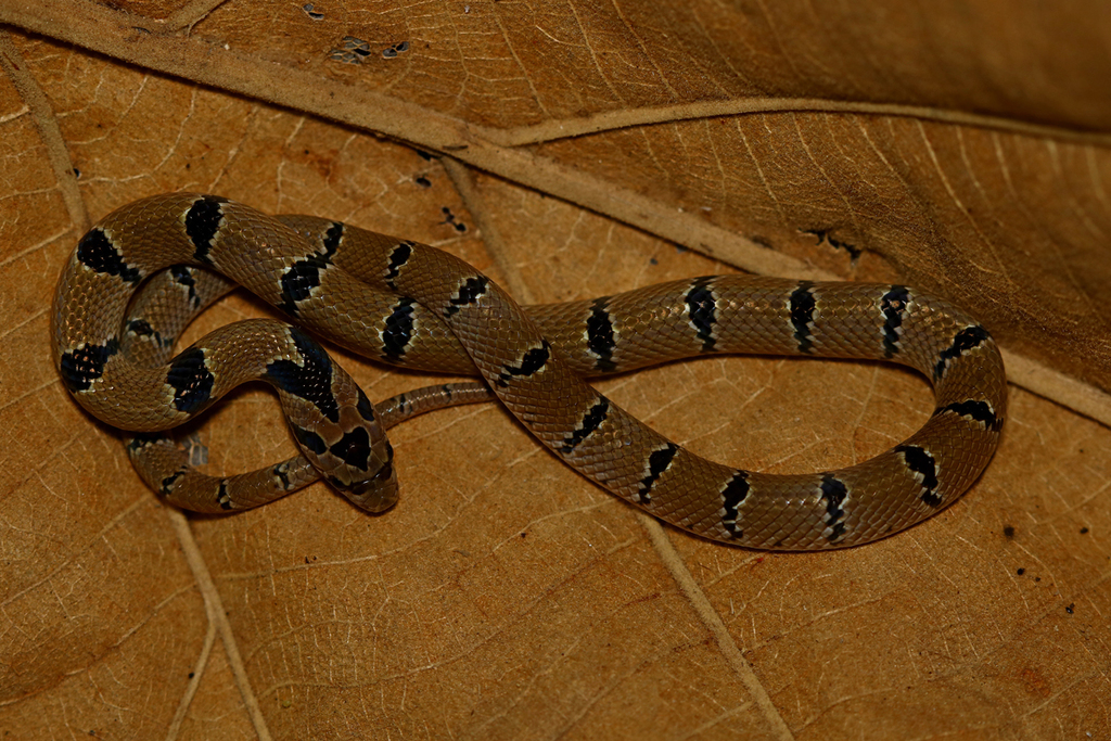 Russell's Kukri Snake