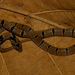 Russell's Kukri Snake - Photo (c) Birdman S Chakrabarty, some rights reserved (CC BY-NC), uploaded by Birdman S Chakrabarty
