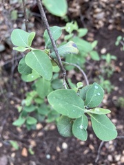 Lonicera interrupta